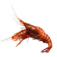 GR. GAMBA ALISTADO 1kg 44ud